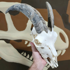 Goat Skull, F