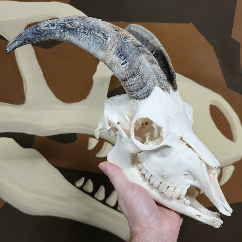 Goat Skull, F