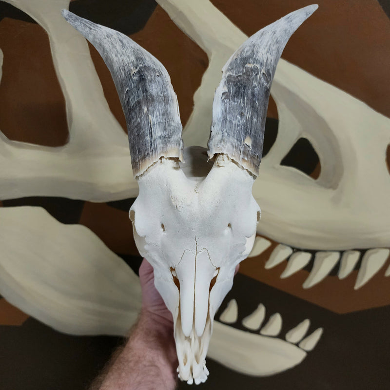 Goat Skull, H