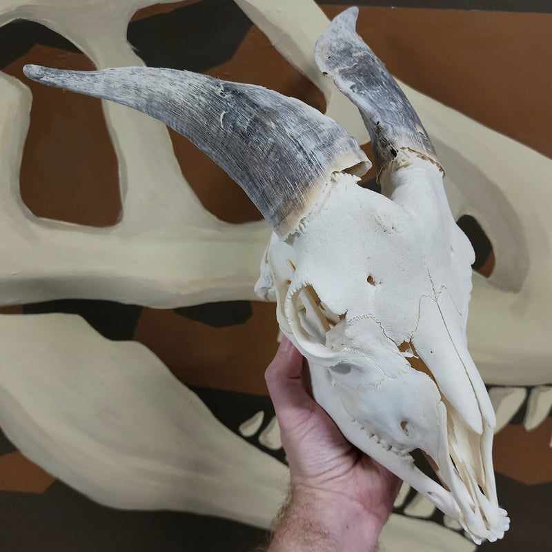 Goat Skull, H