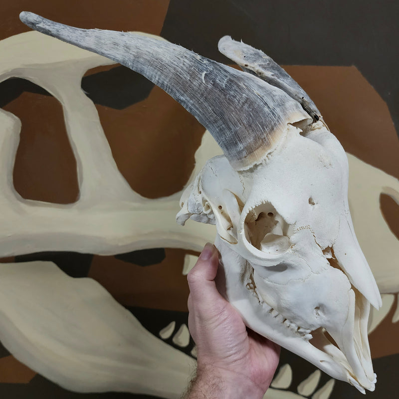 Goat Skull, H