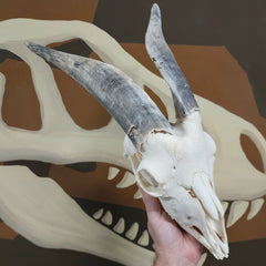 Goat Skull, I