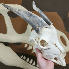 Goat Skull, I