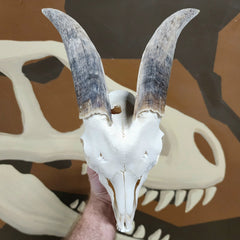 Goat Skull, J