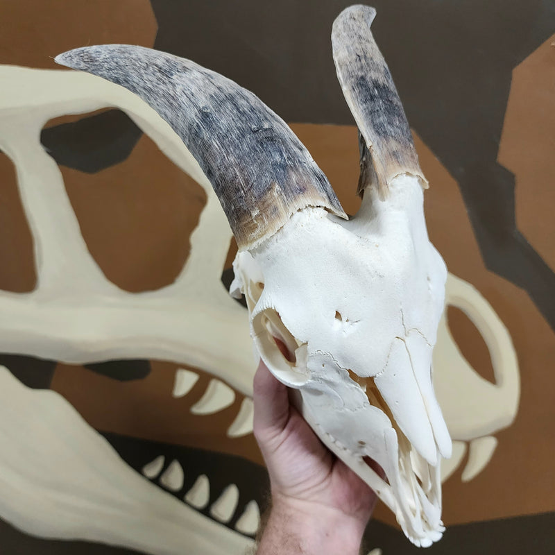 Goat Skull, J