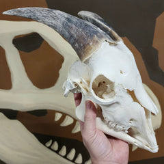 Goat Skull, J