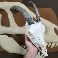 Goat Skull, K