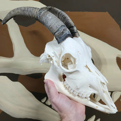 Goat Skull, K