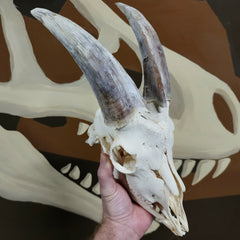 Goat Skull, L