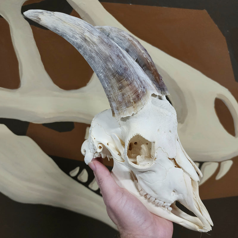 Goat Skull, L