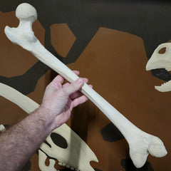 Human Femur Bone