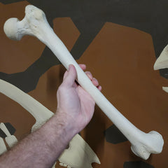 Human Femur Bone