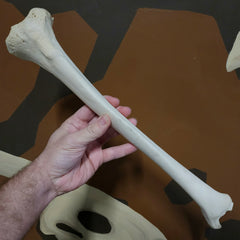 Human Tibia Bones