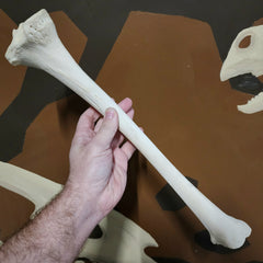 Human Tibia Bones