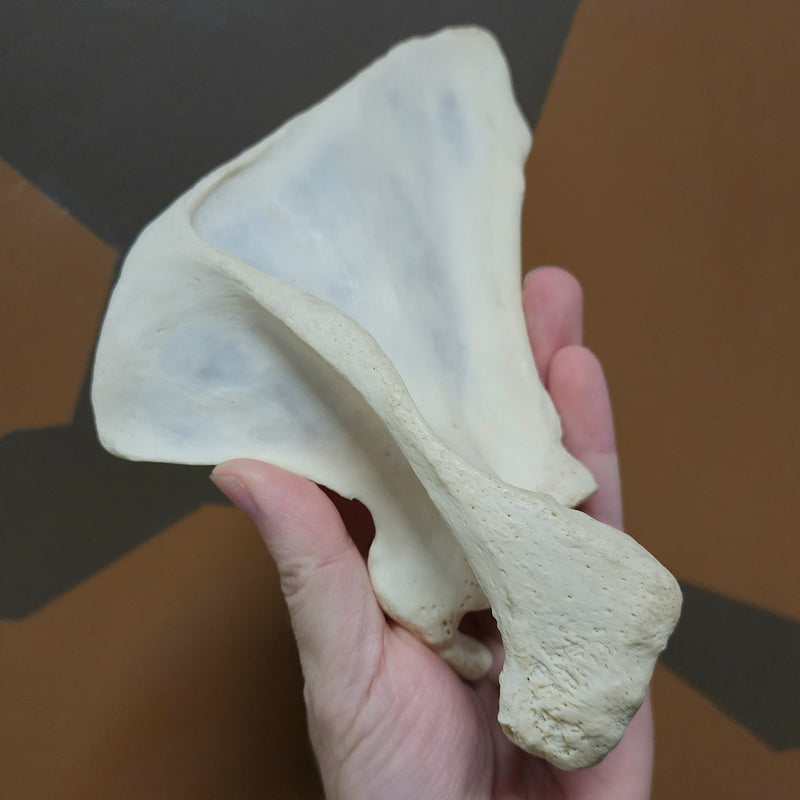 Human Scapula (Shoulderblade)