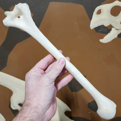 Human Humerus Bone