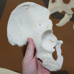 Human Hip (Pelvic) Bones