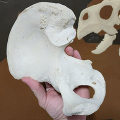 Human Hip (Pelvic) Bones