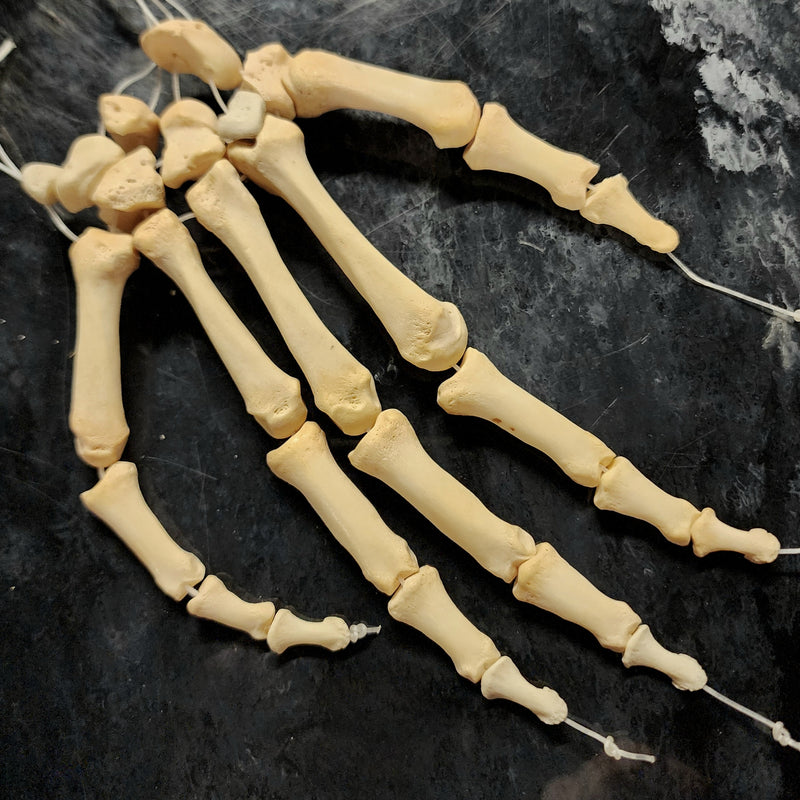 Human Hand, Articulated