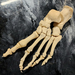 Articulated Human Foot