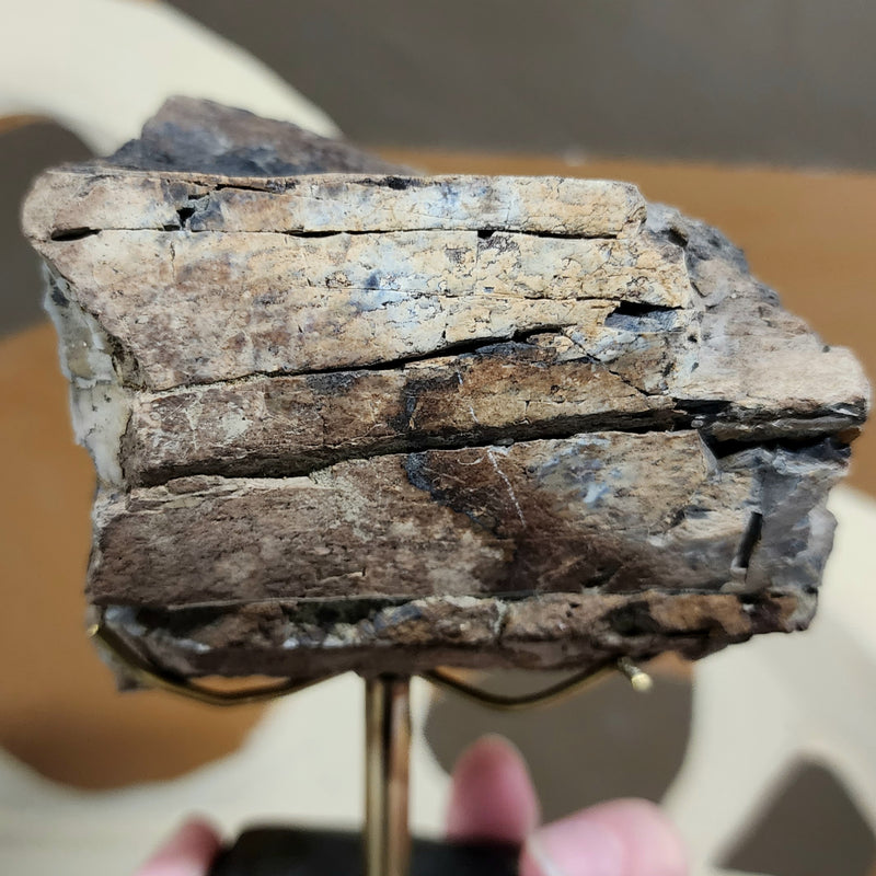 Allosaurus Dinosaur Bone, Opal A