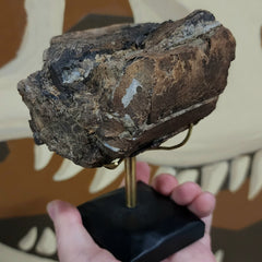 Allosaurus Dinosaur Bone, Opal A