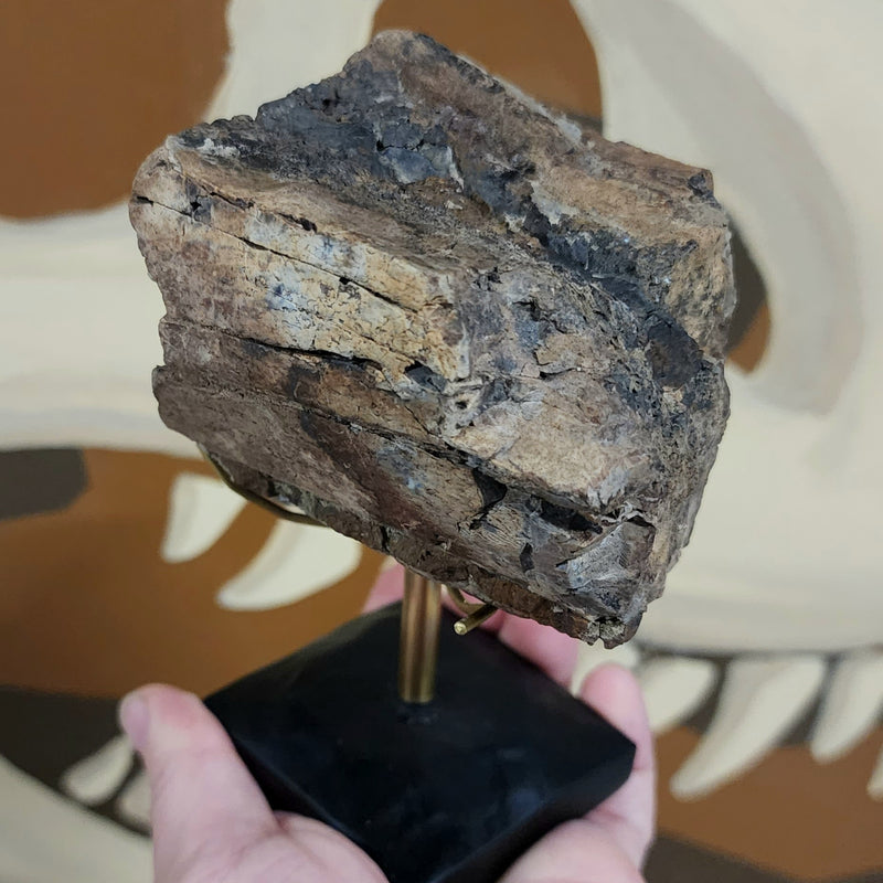 Allosaurus Dinosaur Bone, Opal A