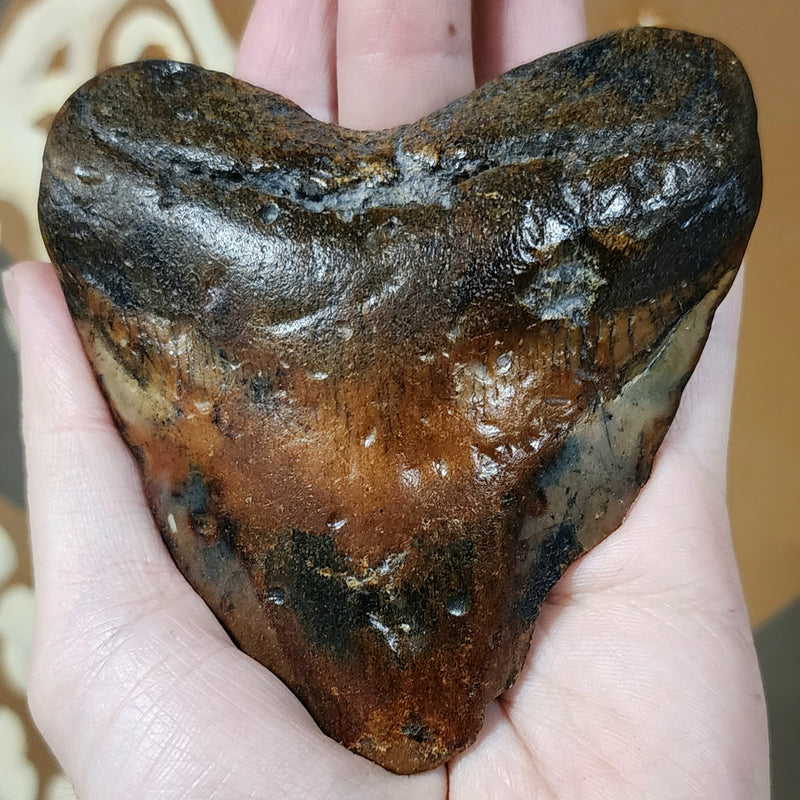 Megalodon Tooth A (4")