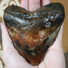 Megalodon Tooth A (4