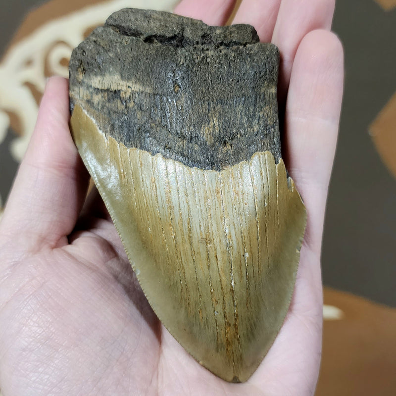 Megalodon Tooth D (4.5")