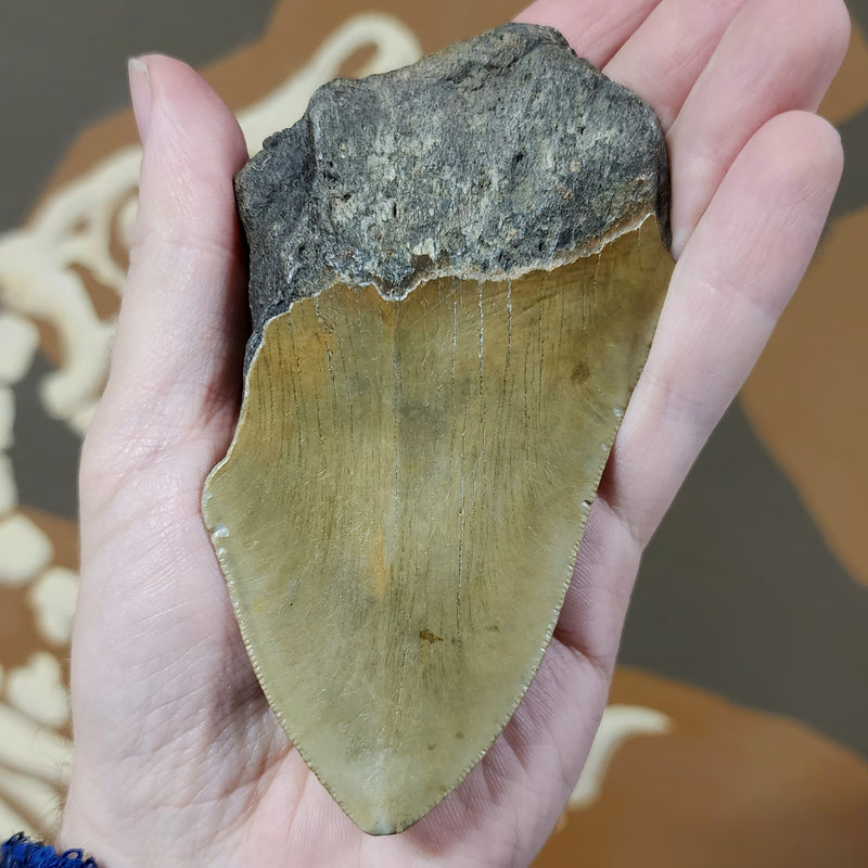 Megalodon Tooth D (4.5")