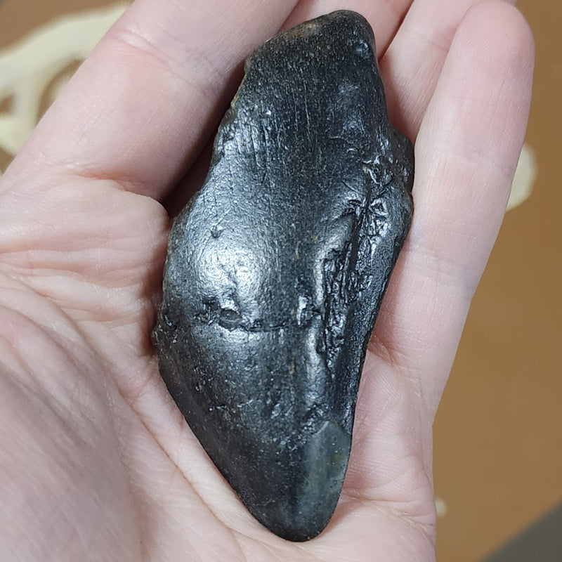 Megalodon Tooth I (3.25")