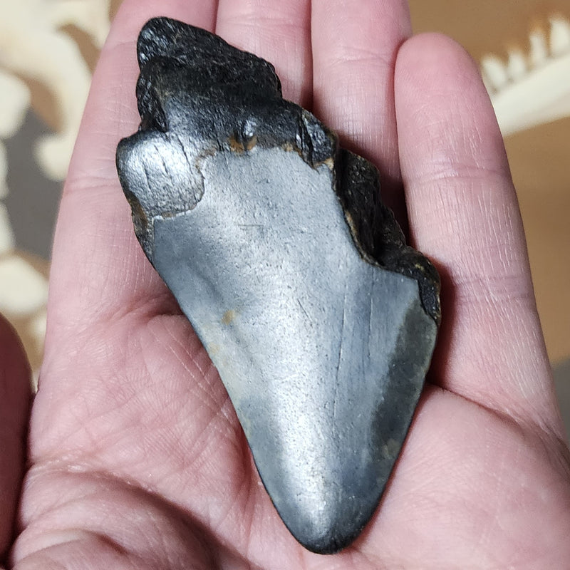 Megalodon Tooth I (3.25")