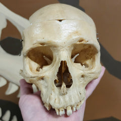 Human Skull, No Jaw