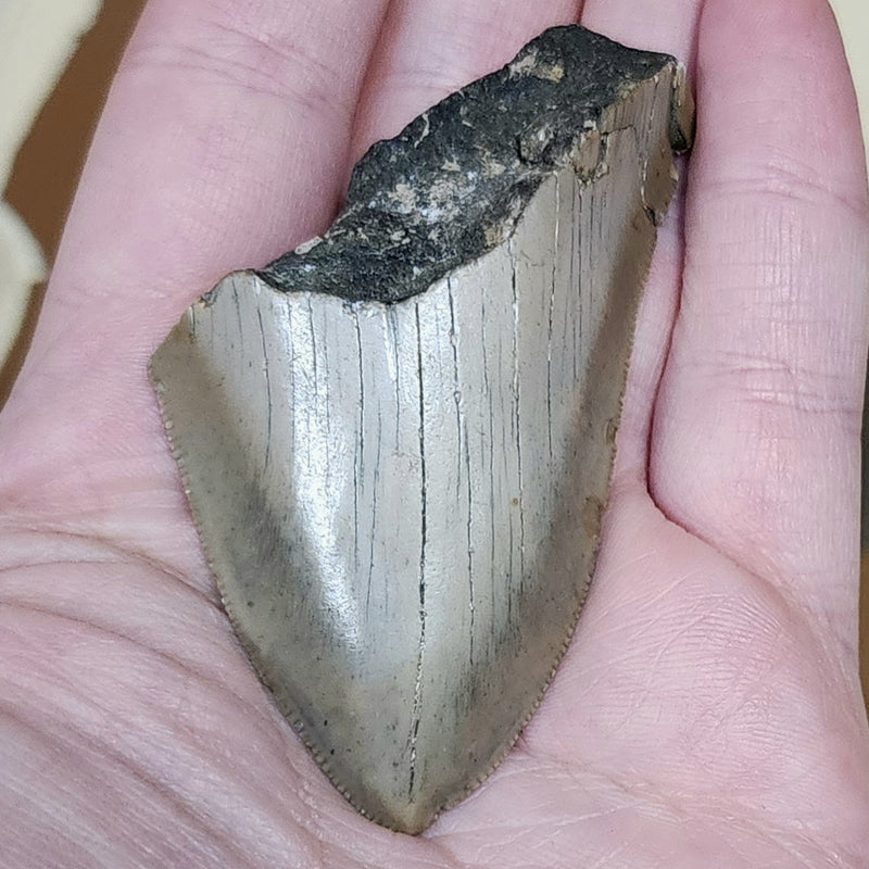 Megalodon Tooth K (2.75")