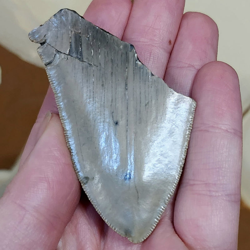 Megalodon Tooth K (2.75")