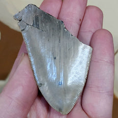 Megalodon Tooth K (2.75