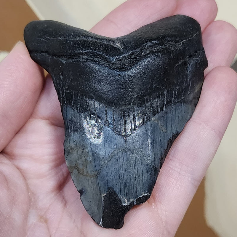 Megalodon Tooth N (3.25")