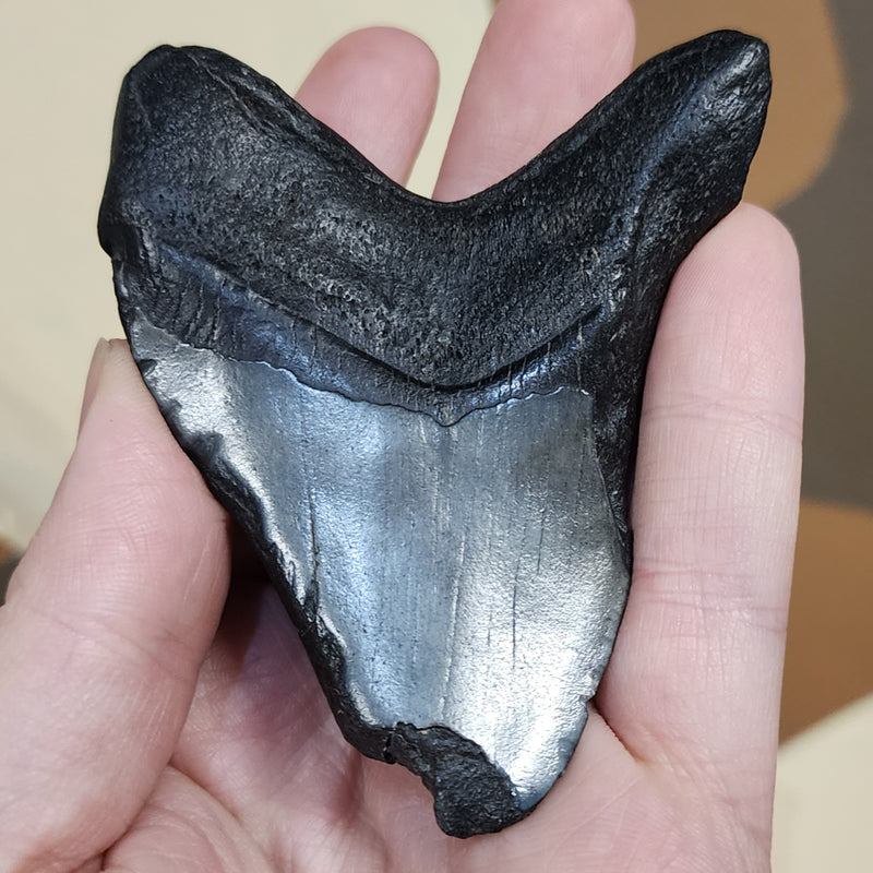 Megalodon Tooth N (3.25")