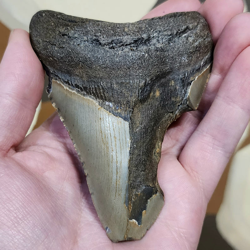 Megalodon Tooth O (4")