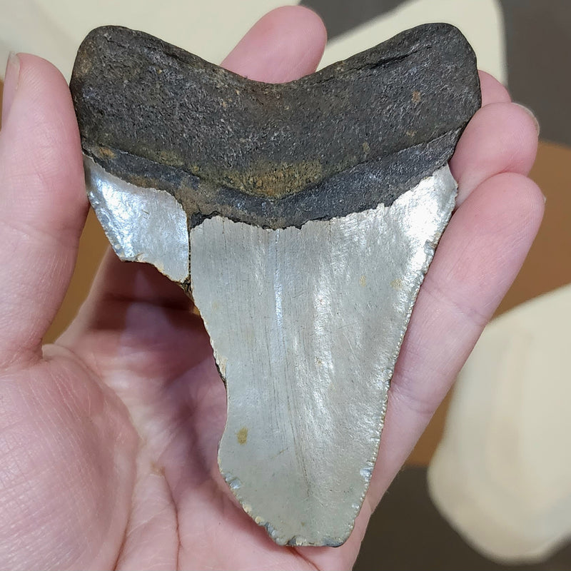 Megalodon Tooth O (4")