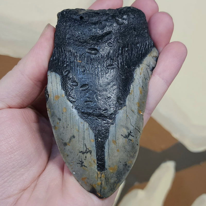 Megalodon Tooth S (4.25")