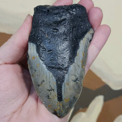 Megalodon Tooth S (4.25