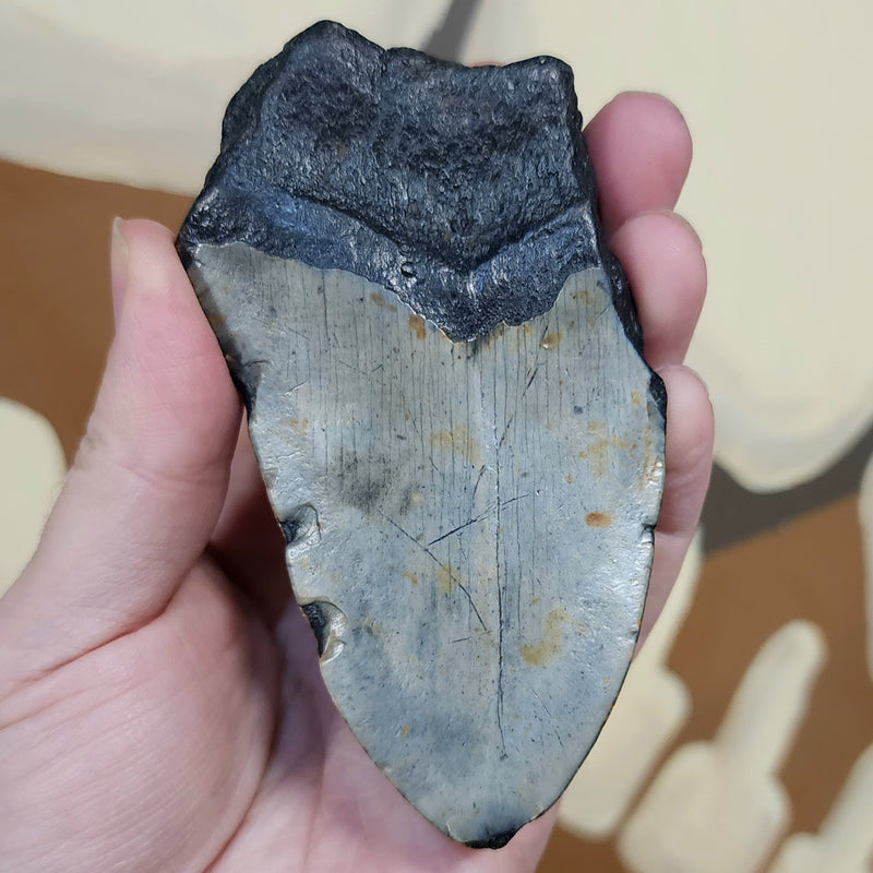 Megalodon Tooth S (4.25")