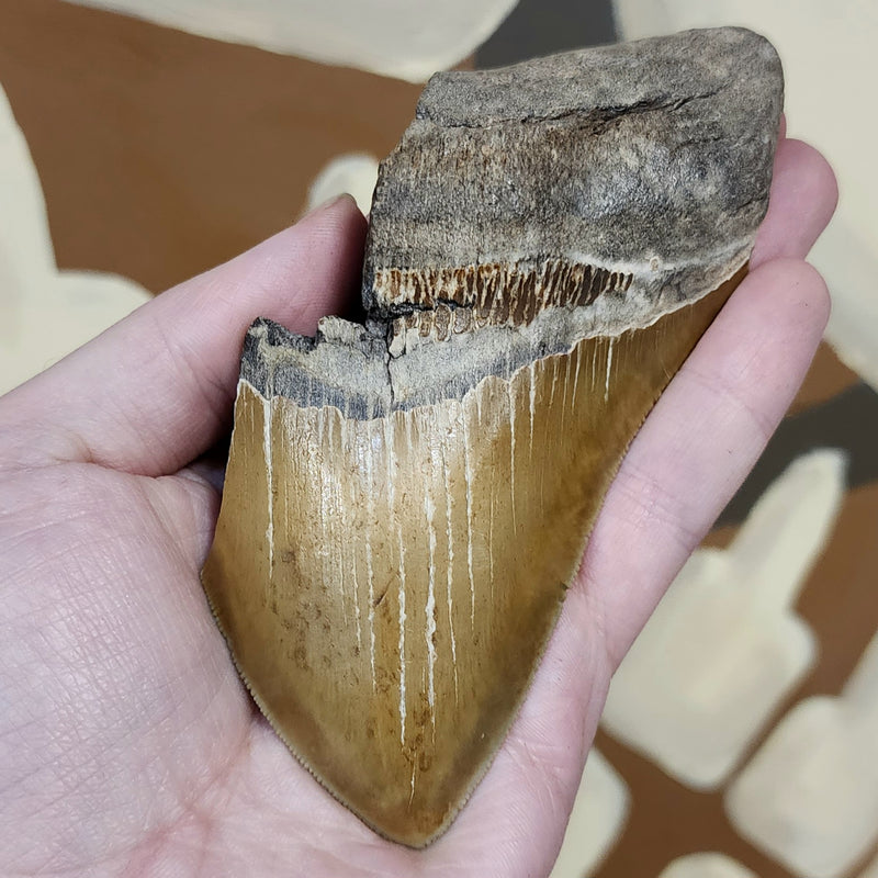 Megalodon Tooth T (5")