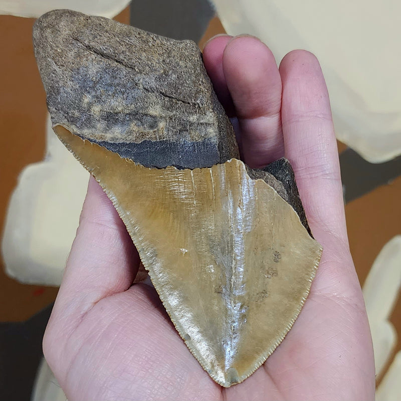 Megalodon Tooth T (5")