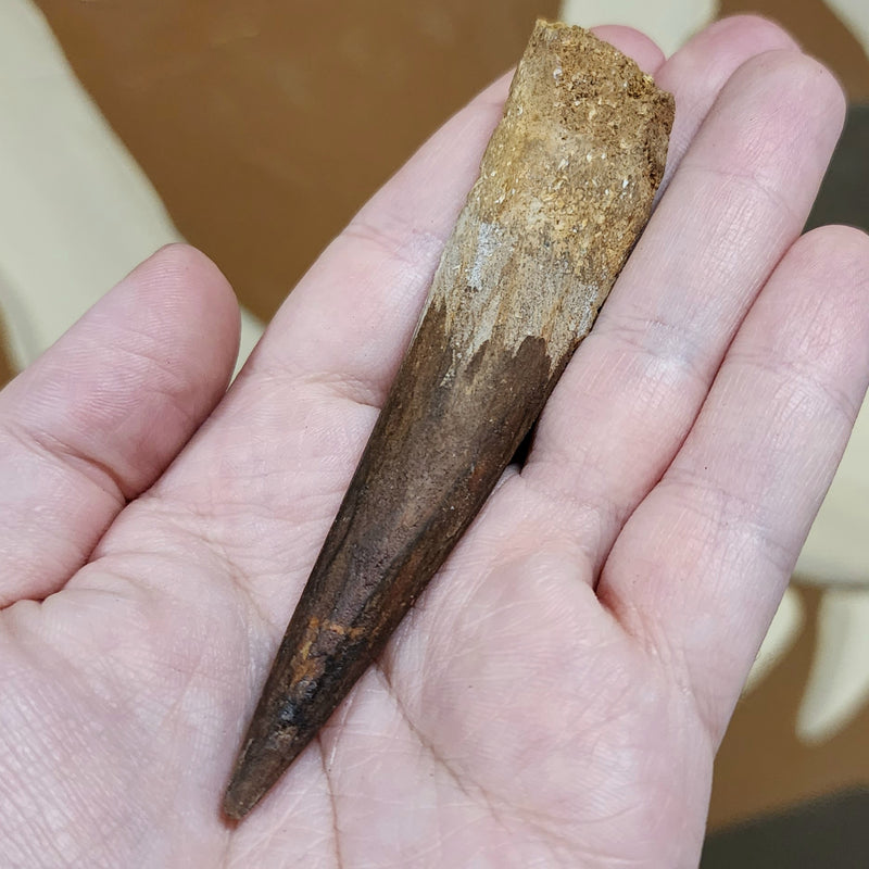 Spinosaurus Dinosaur Tooth XXL, P (3.75")