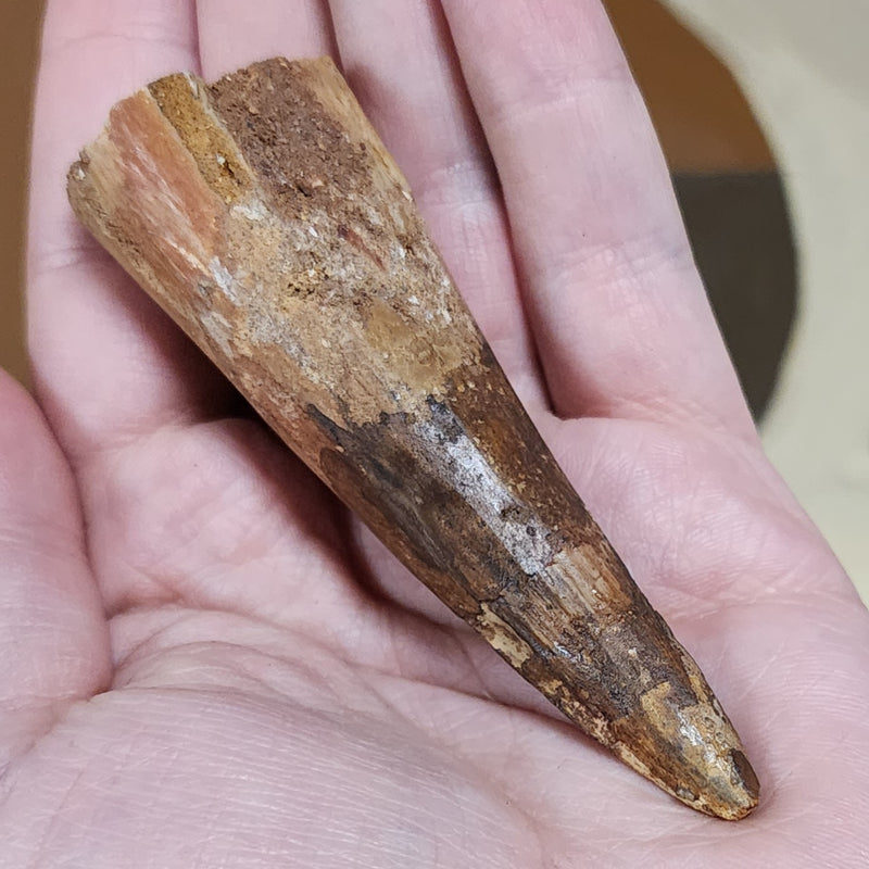 Spinosaurus Dinosaur Tooth XXL, Q (3.5")