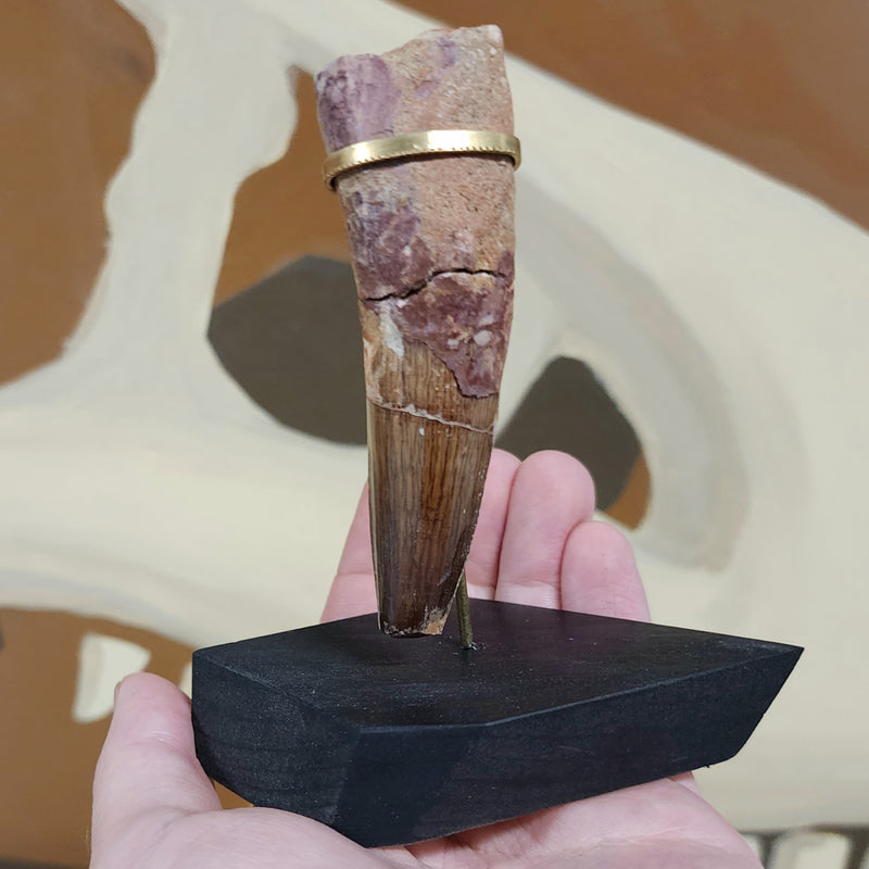 Spinosaurus Dinosaur Tooth XXL, R (3.5")