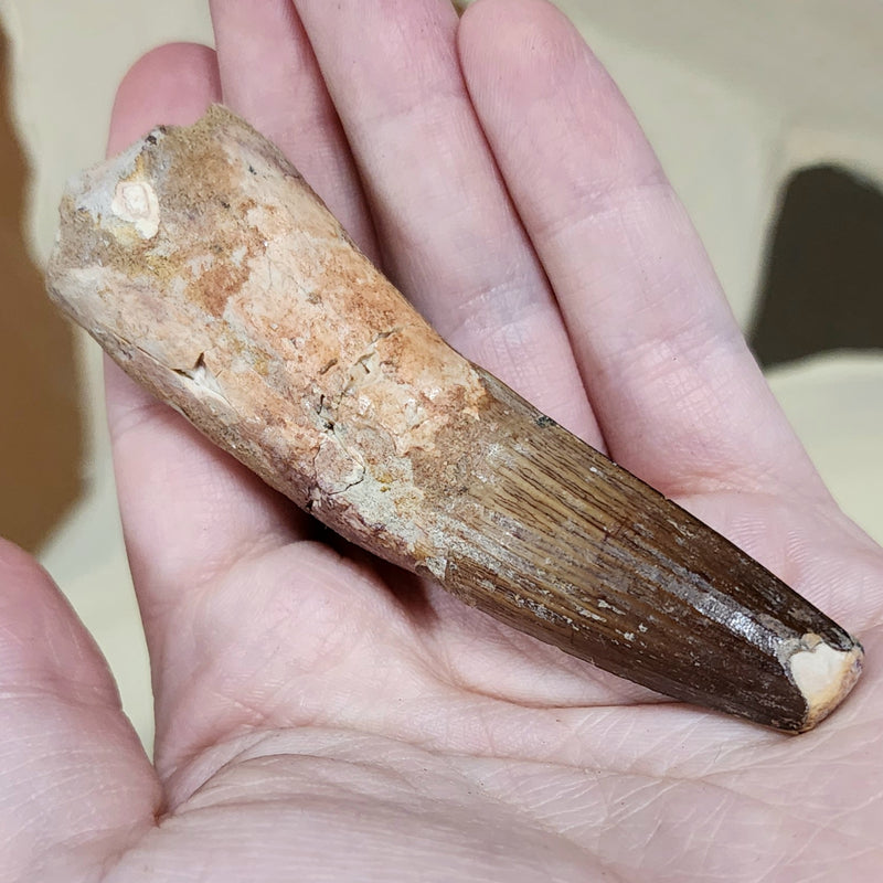 Spinosaurus Dinosaur Tooth XXL, R (3.5")